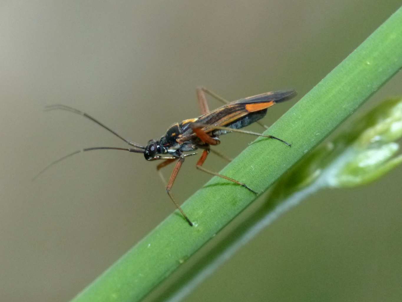 Lygaeidae? No. Miridae su ginestra: Miris striatus